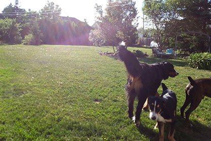 Pension pour chiens à Gatineau et Ottawa